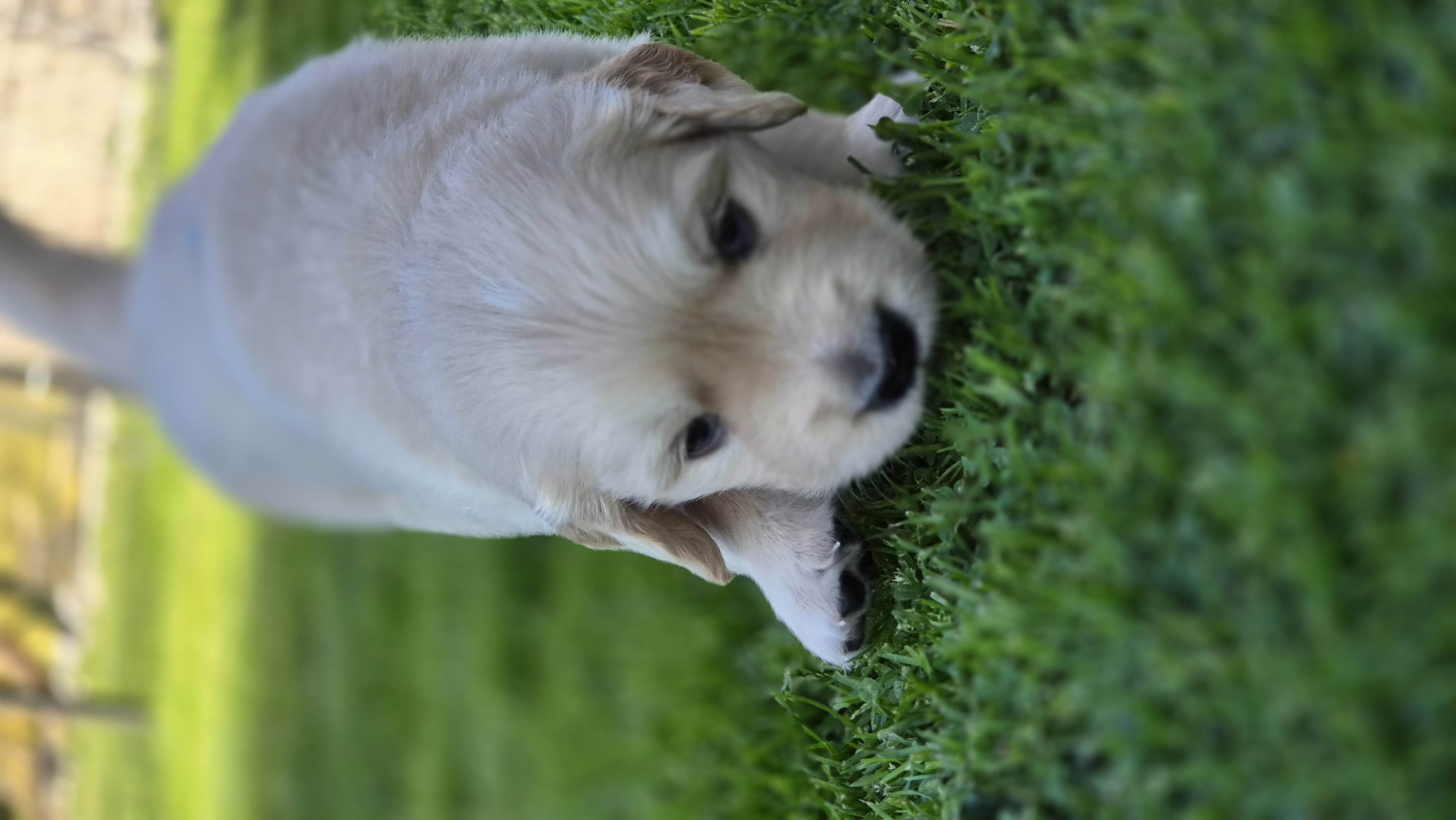 Golden Valley of Peace - Golden Retriever